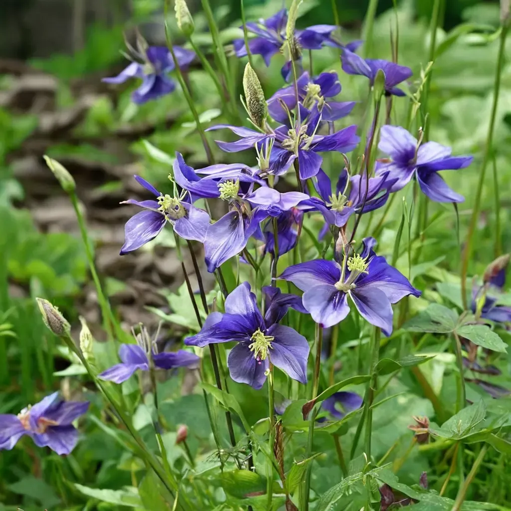 Common Columbine
