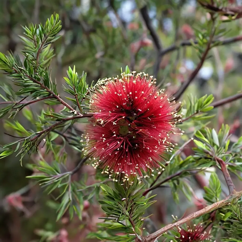 Scarlet Kunzea