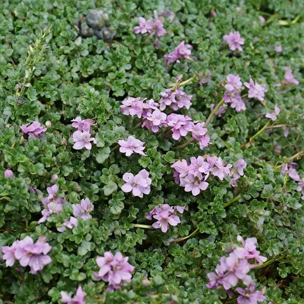 Elfin Thyme