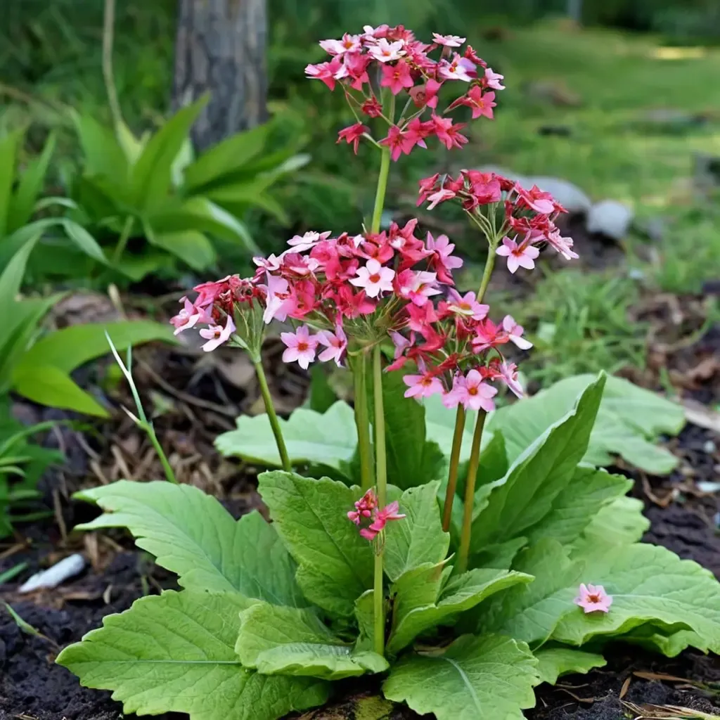 Japanese primrose