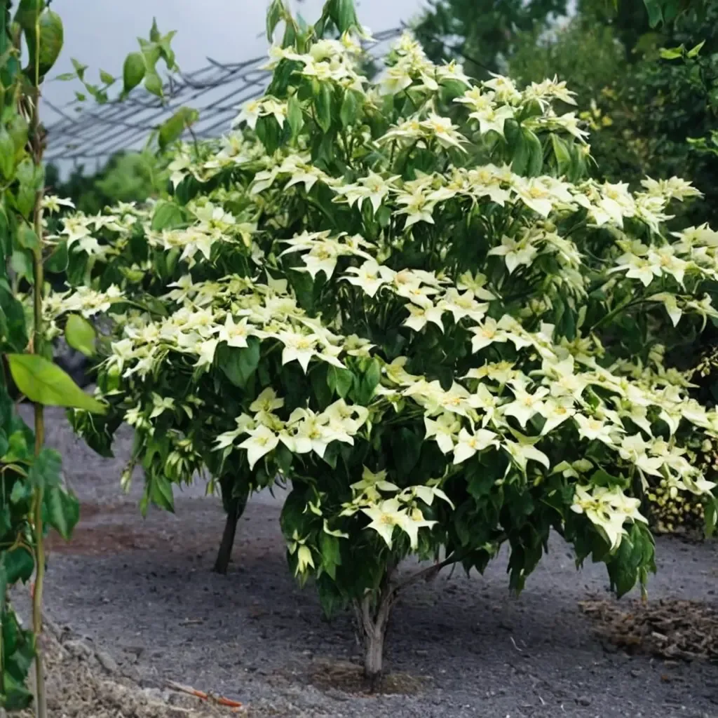 Greensleeves Dogwood