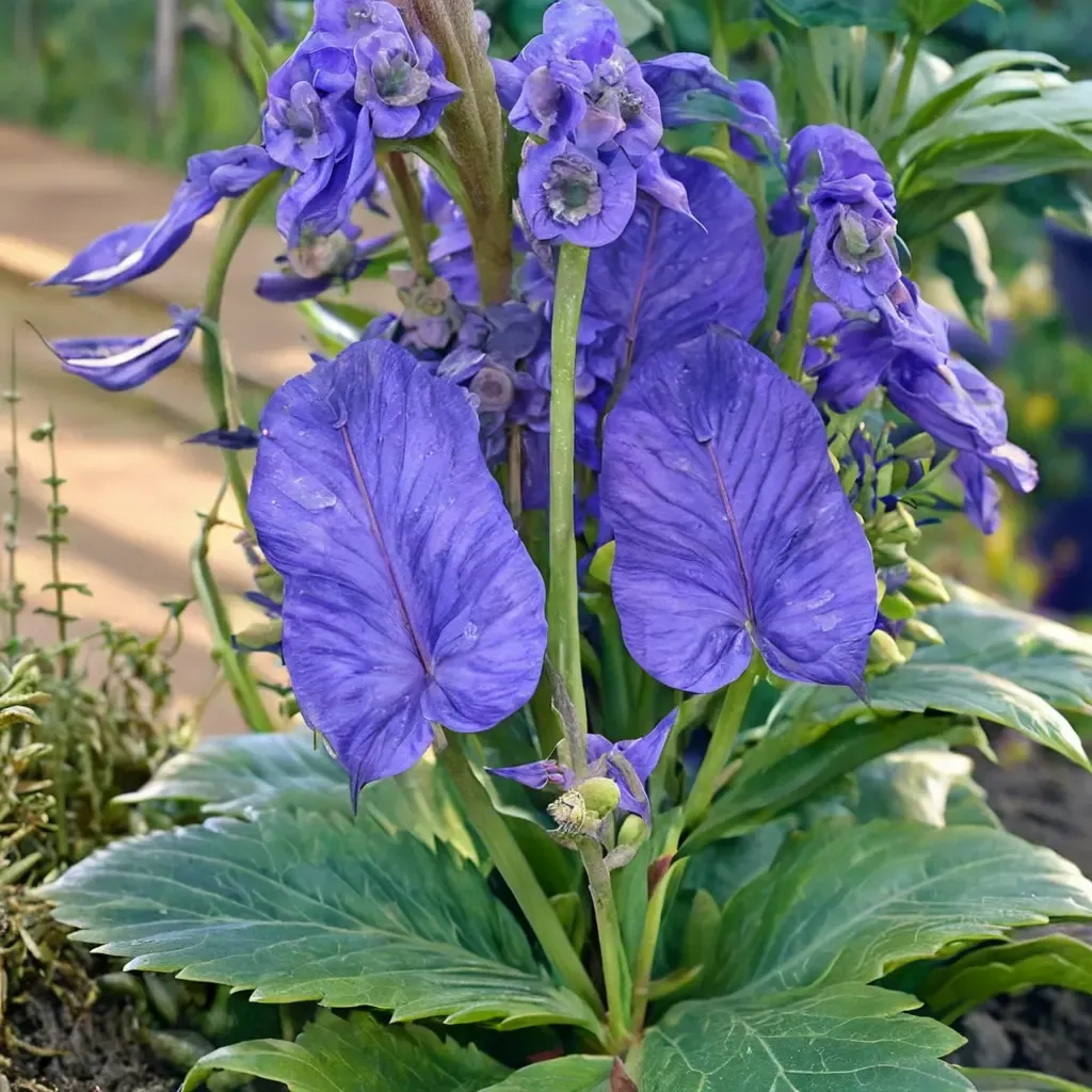 Carmichael's Monkshood