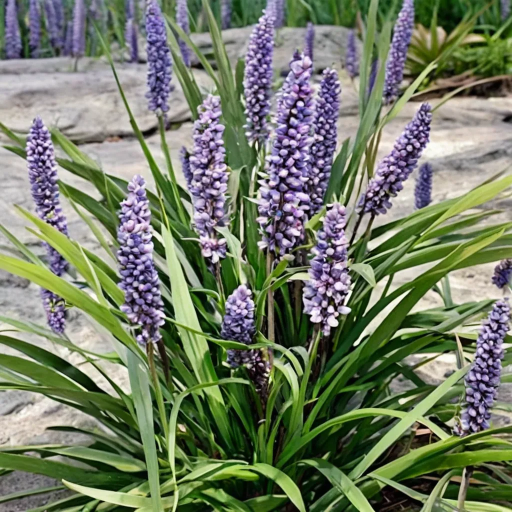 Ingwersen's Lilyturf