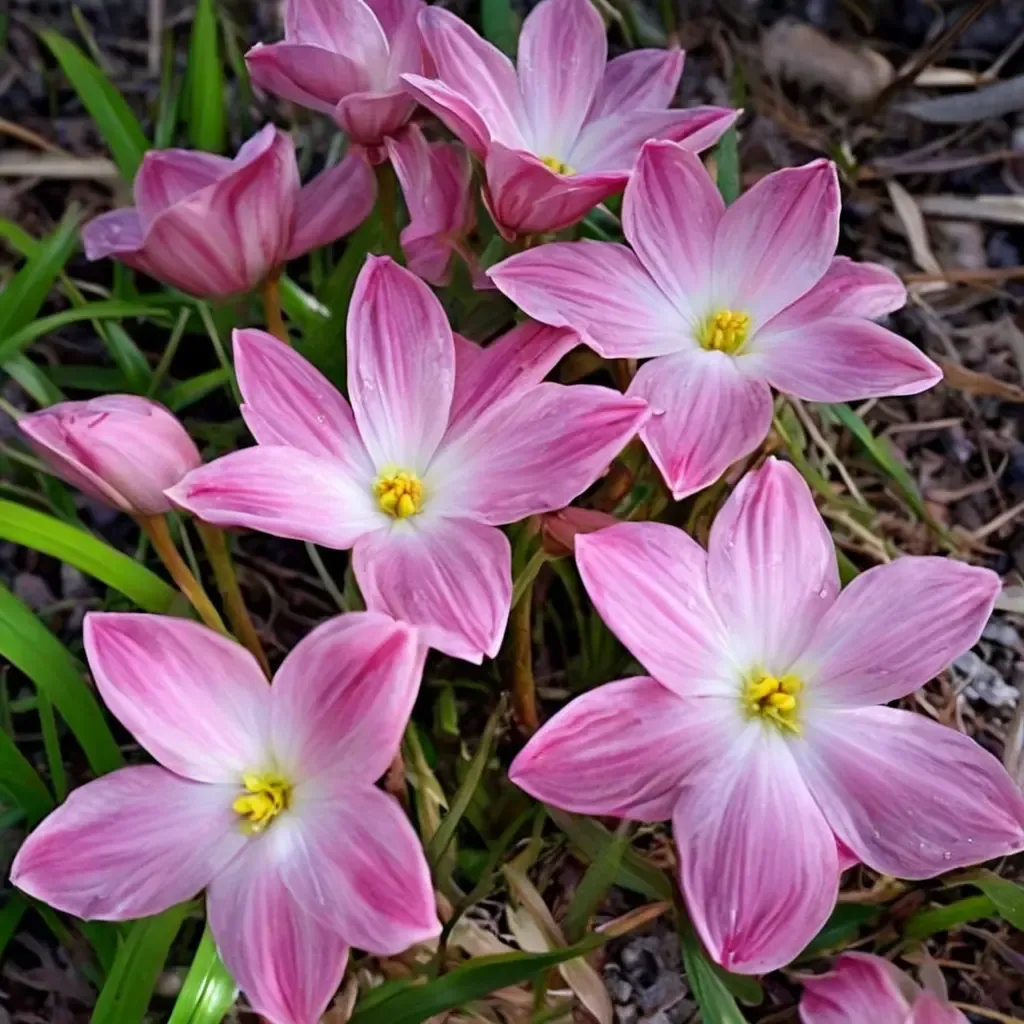 Pink Panther Rain Lily