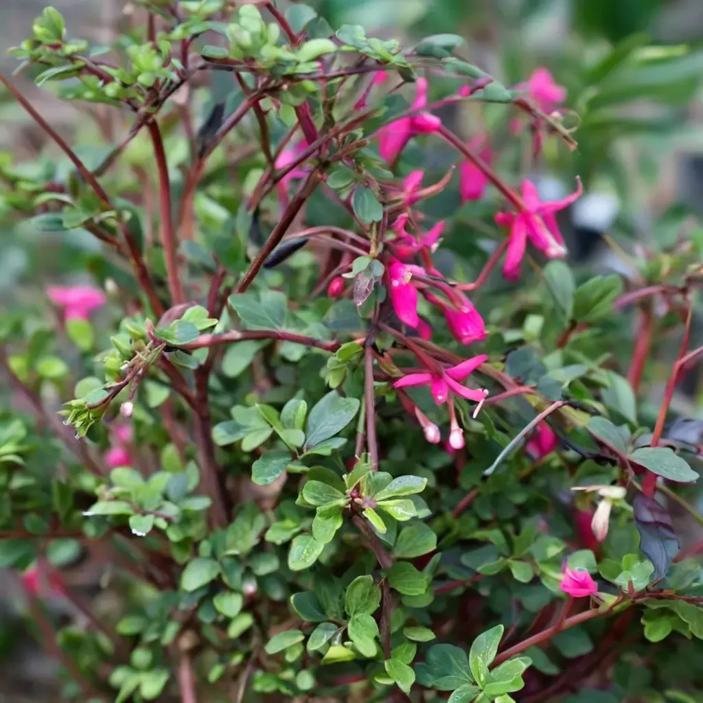 Thyme-leaved Fuchsia