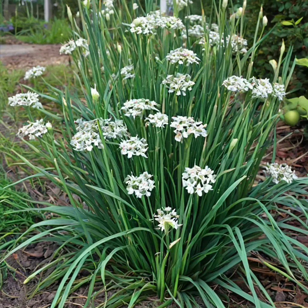 Garlic Chives