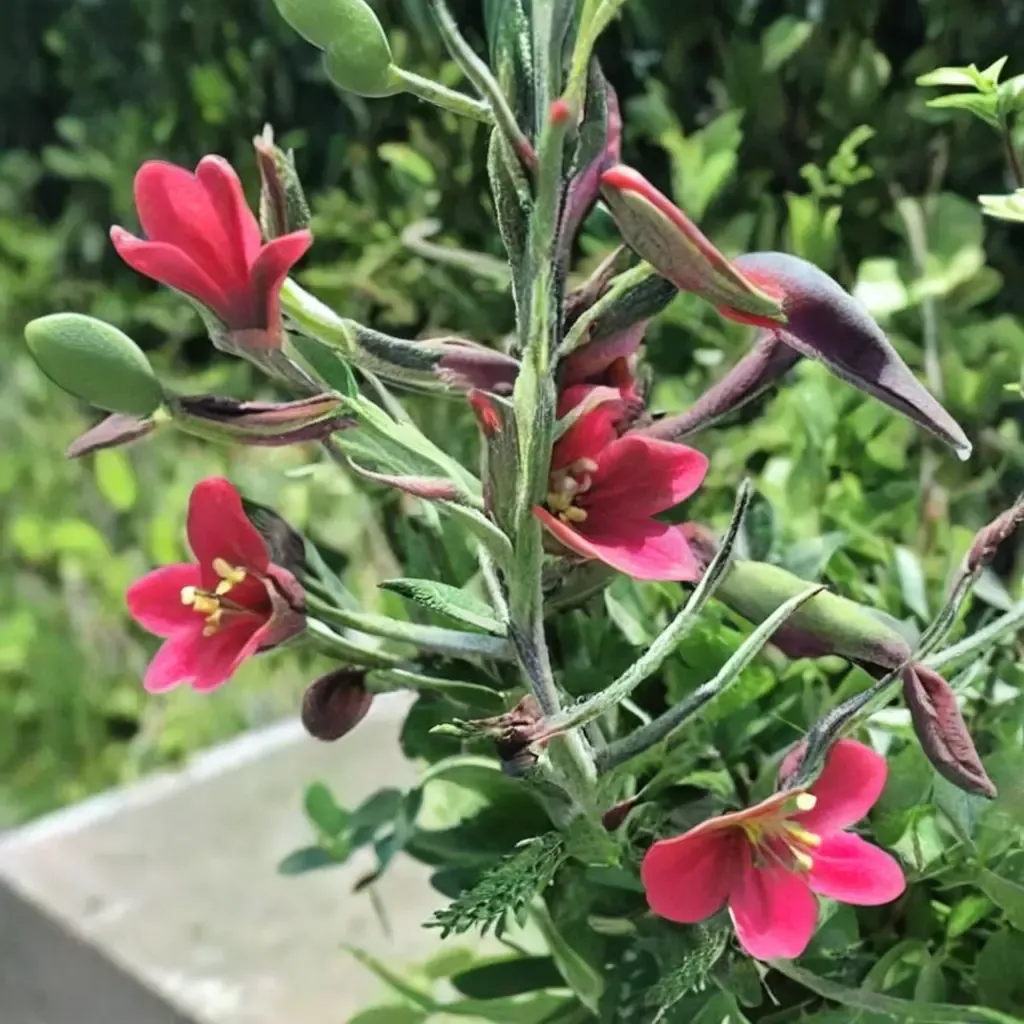 Island Bush Snapdragon