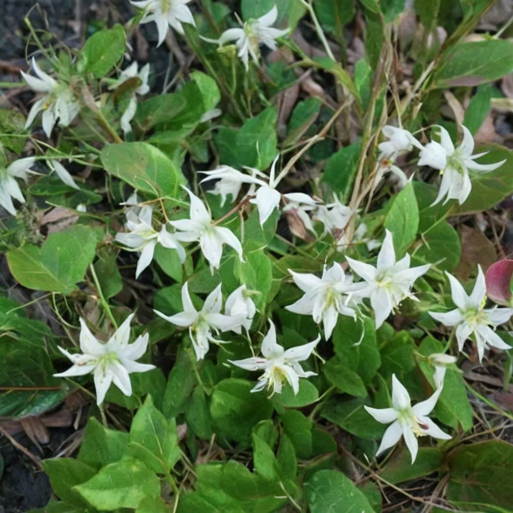 Milky Way Barrenwort