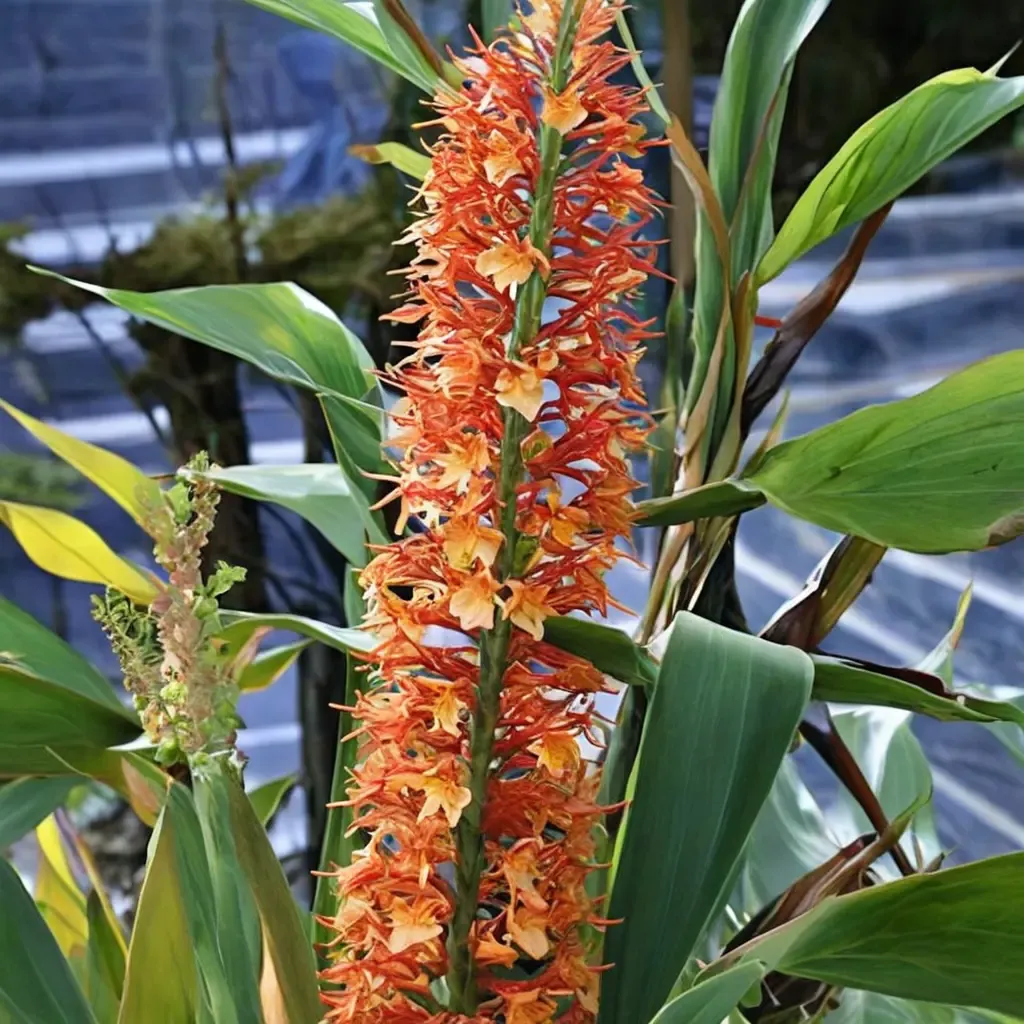 Raffill's Ginger