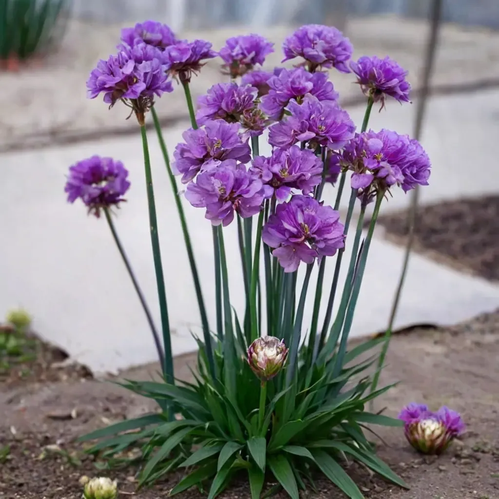 Ballerina Lilac Sea Thrift