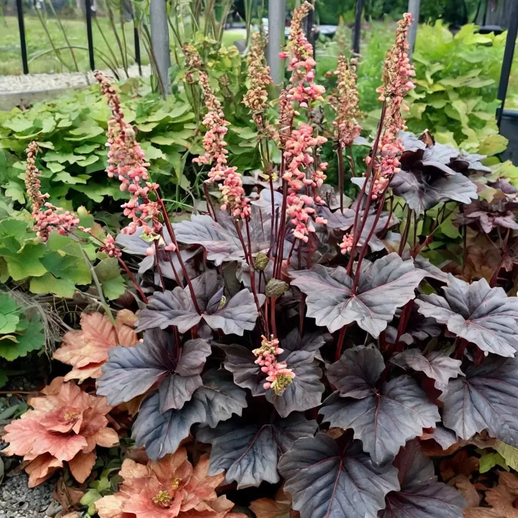 Coral Bells