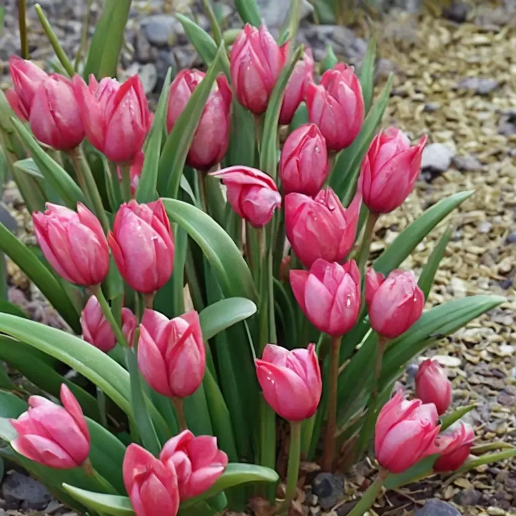 Red Crocus Tulip