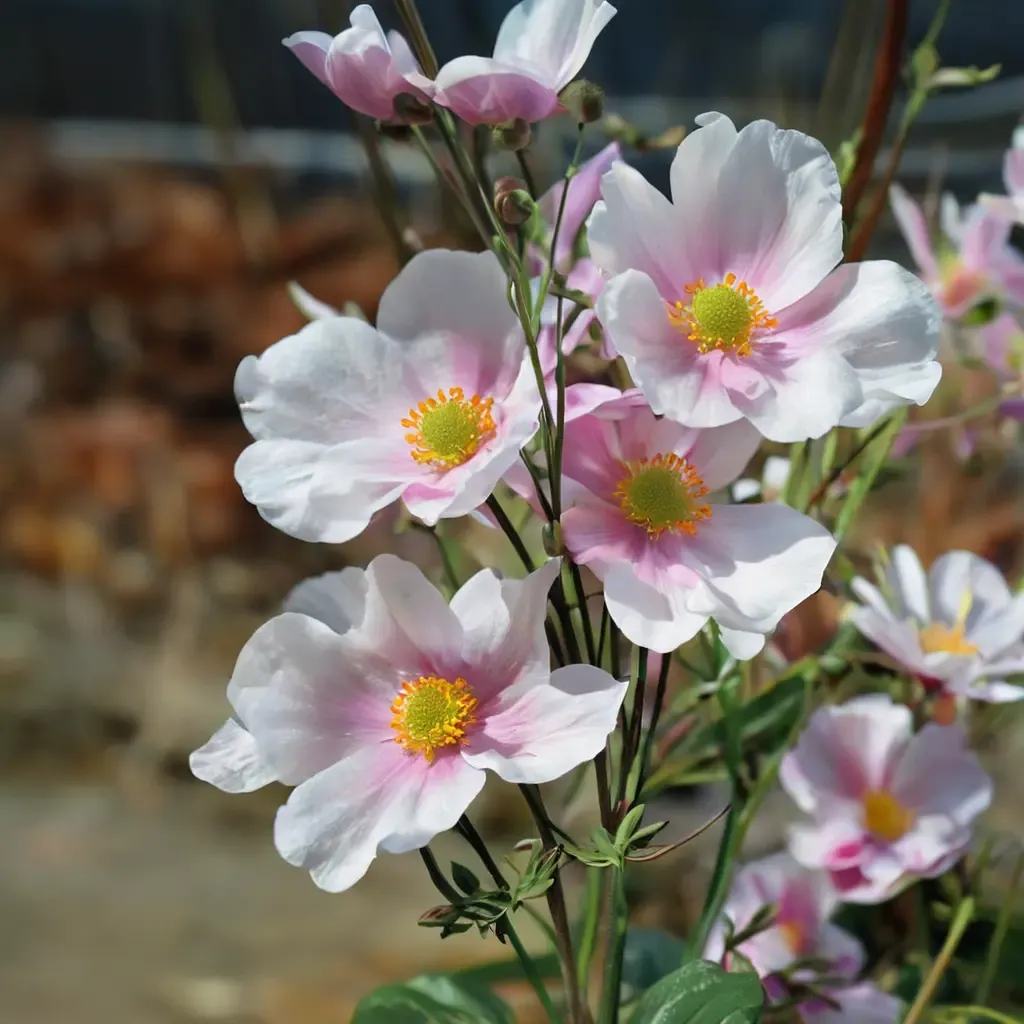 Japanese Anemone