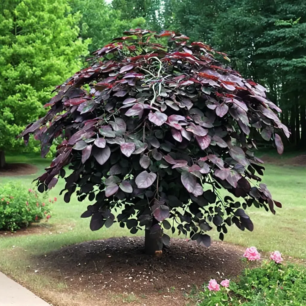 Ruby Falls Redbud