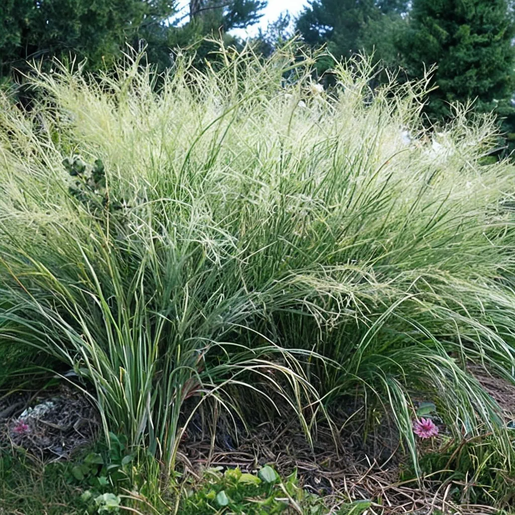 Cloud Nine Switchgrass