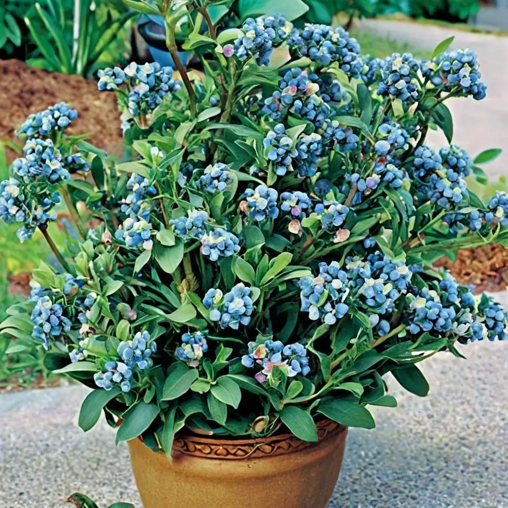 Sunshine Blue Blueberry