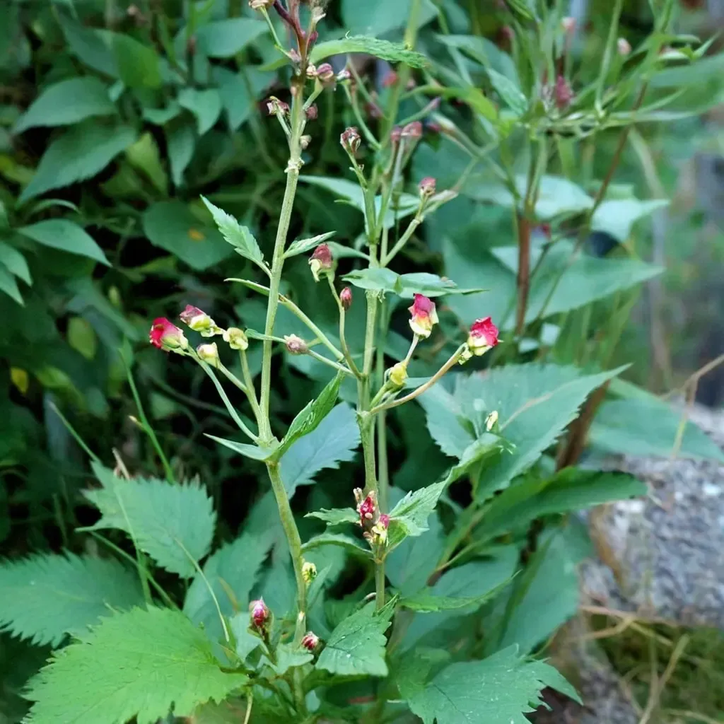 California figwort