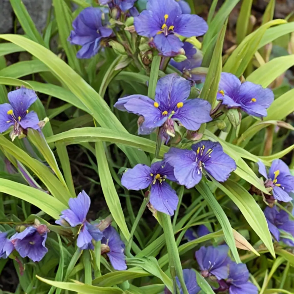 JC Wecquelin Spiderwort