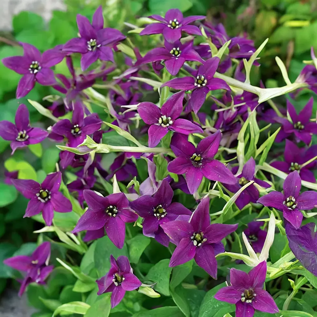 Deep Purple Flowering Tobacco
