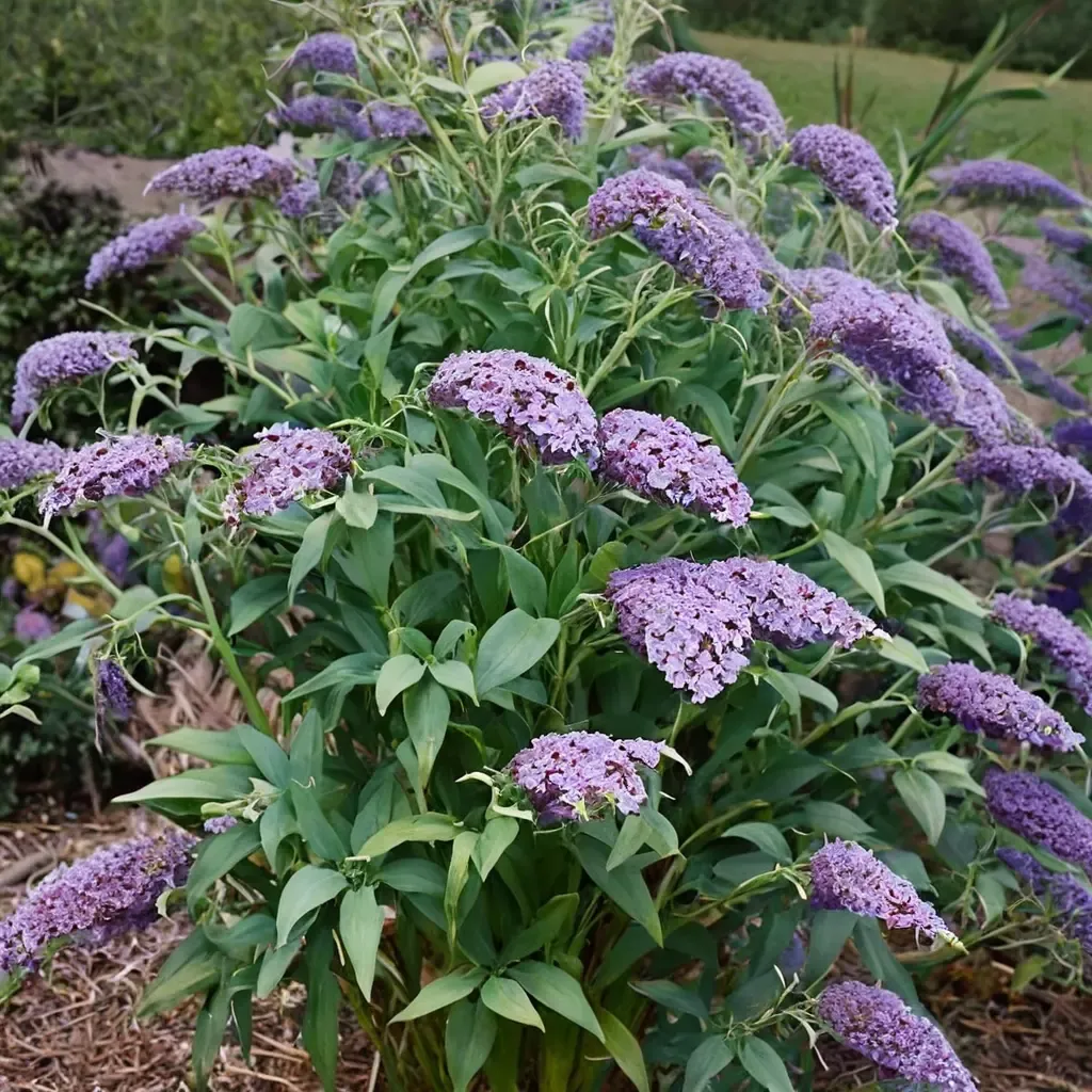 Butterfly Bush