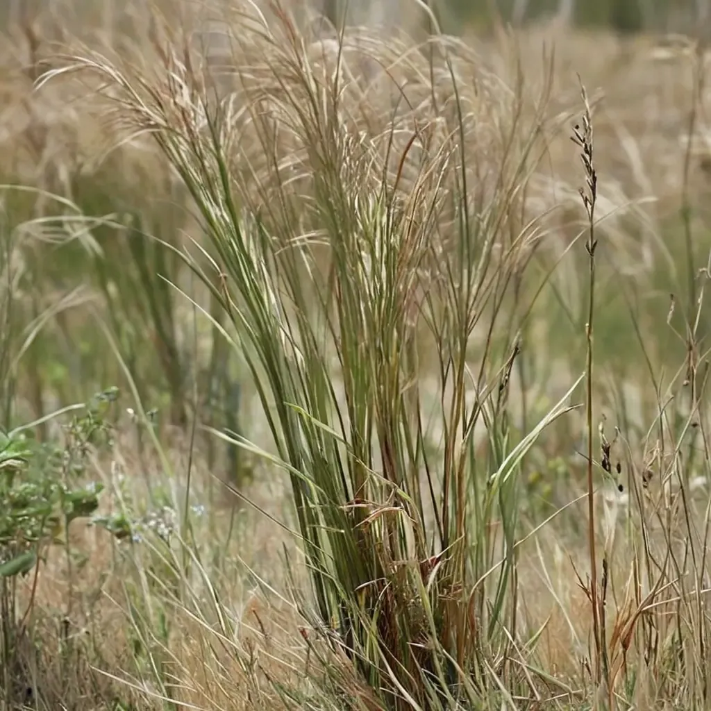 Purple Needlegrass