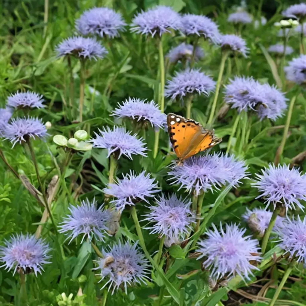 Gregg's Mistflower
