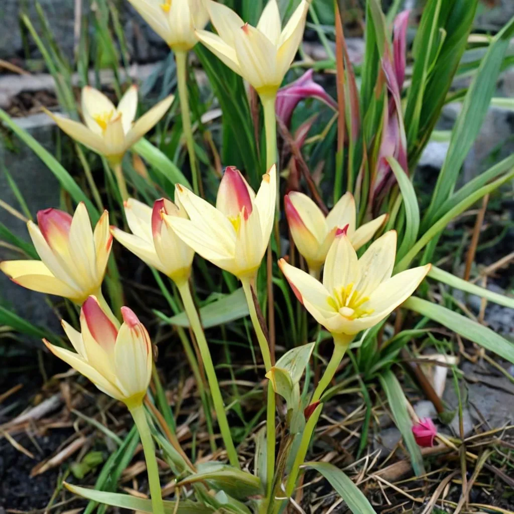 Yellow Rain Lily