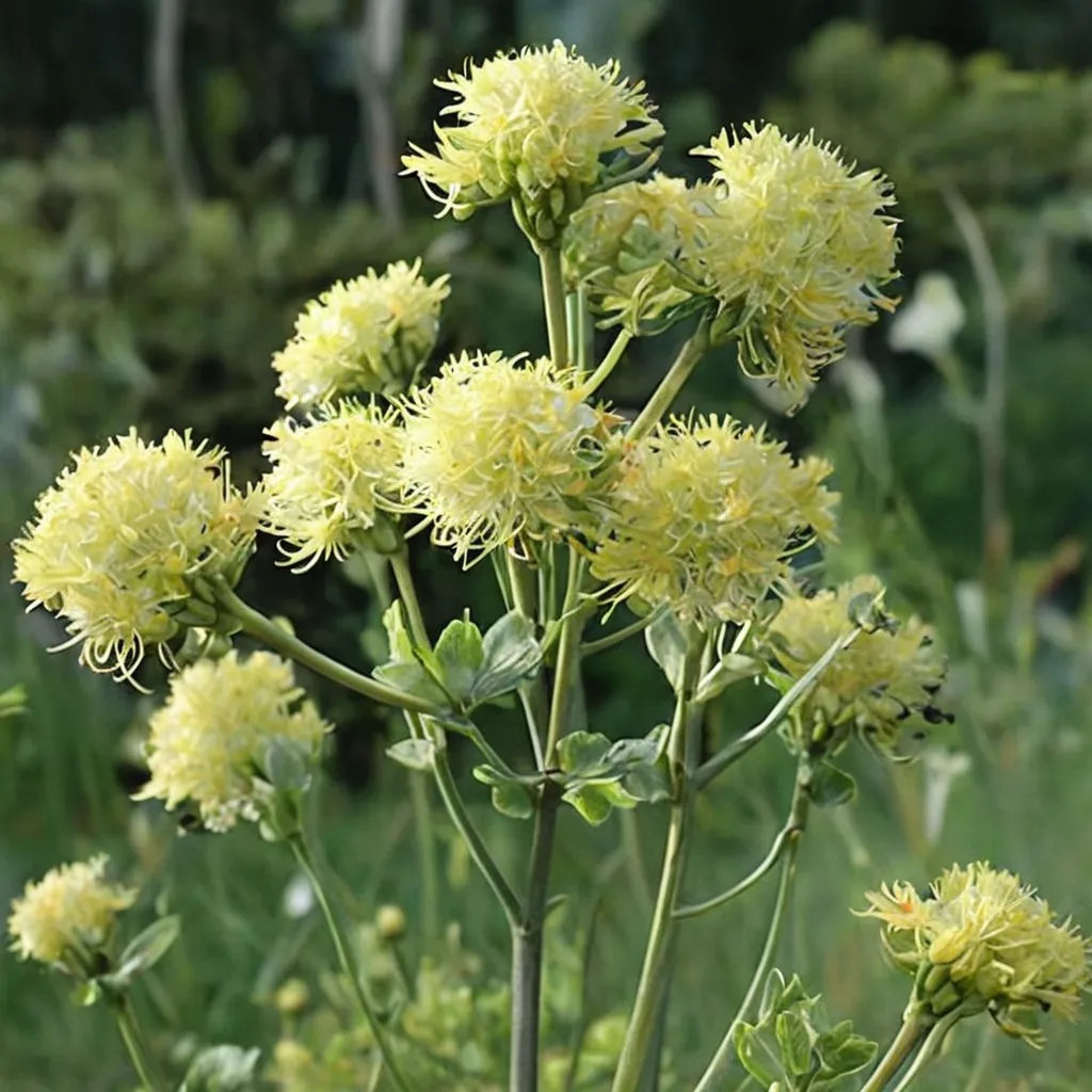 Yellow Meadow Rue