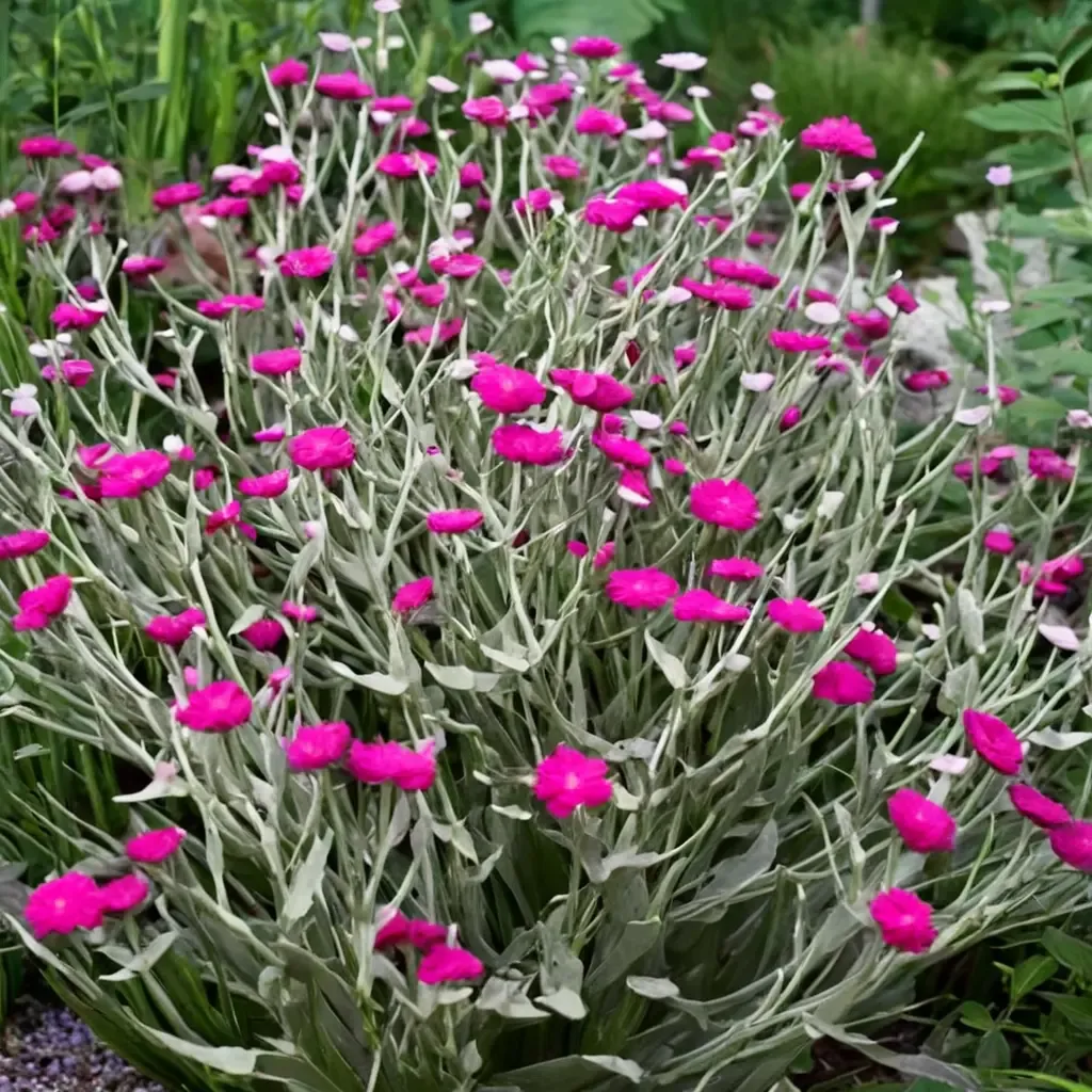 Rose Campion