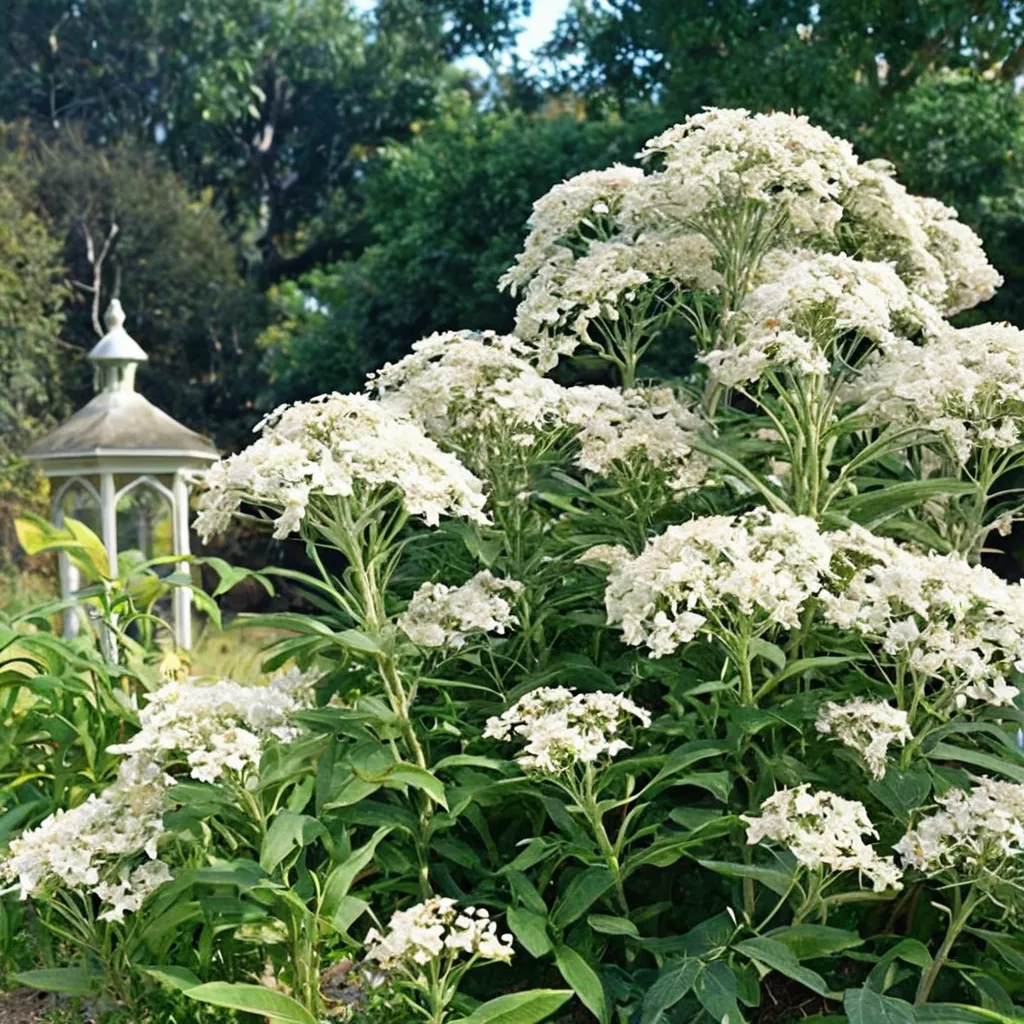 White Joe Pye Weed