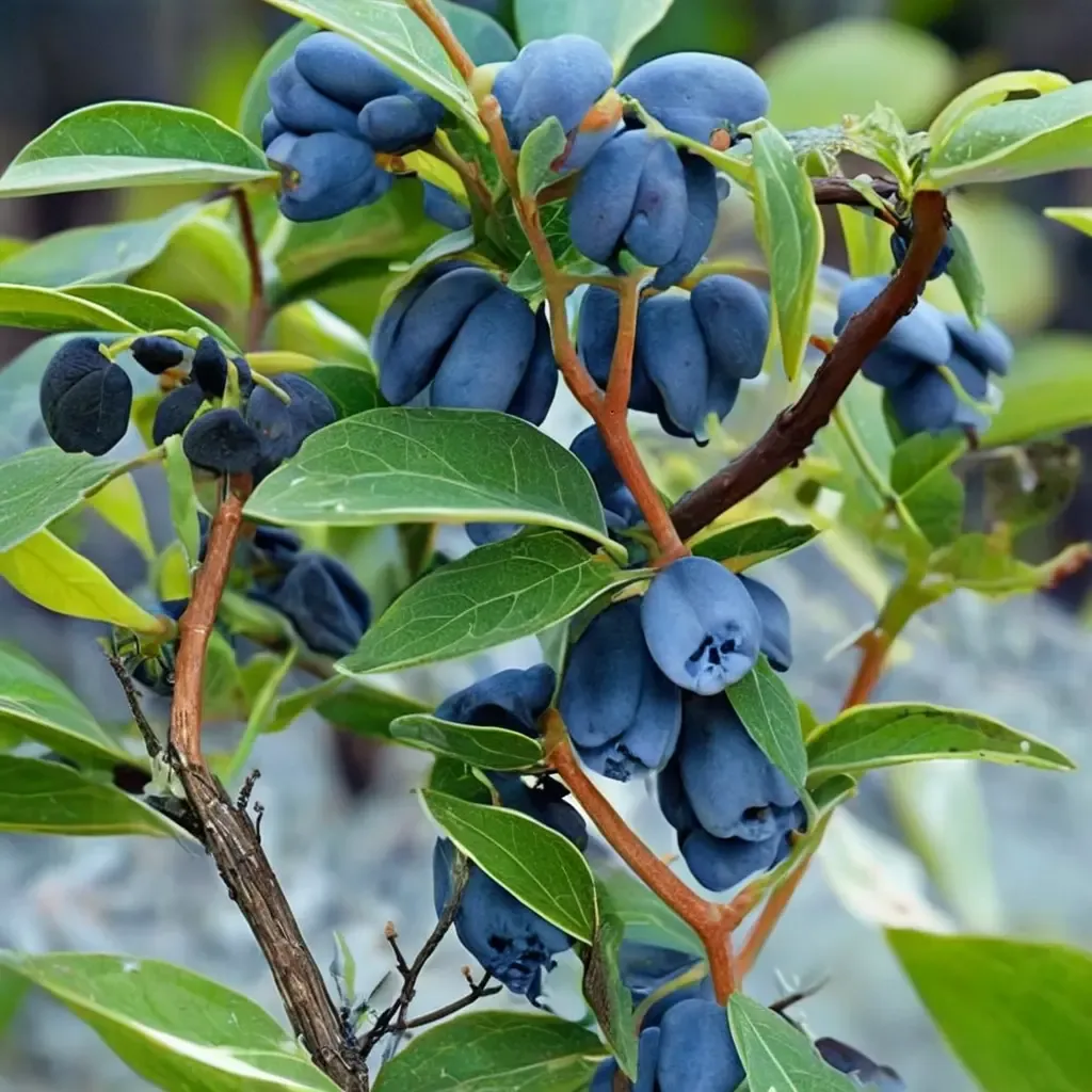 Aurora Honeyberry