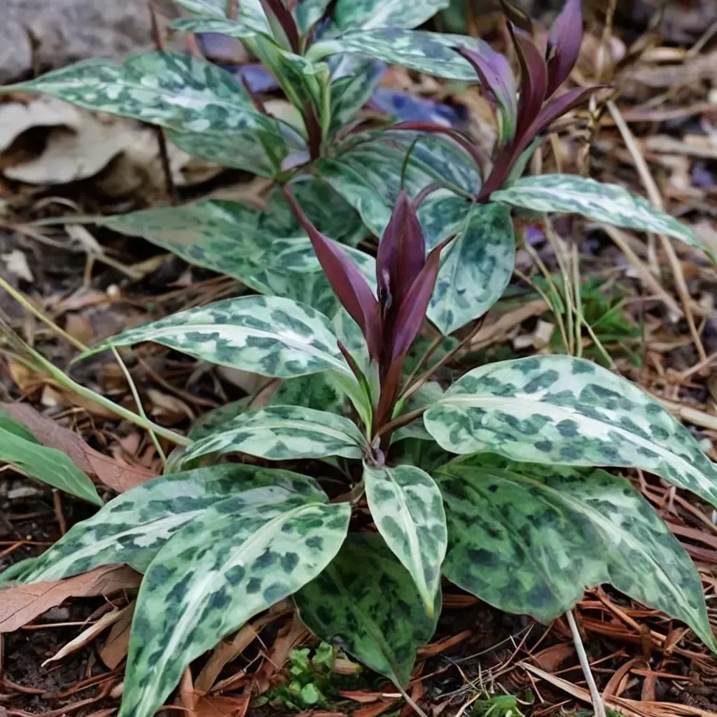 Underwood's Trillium