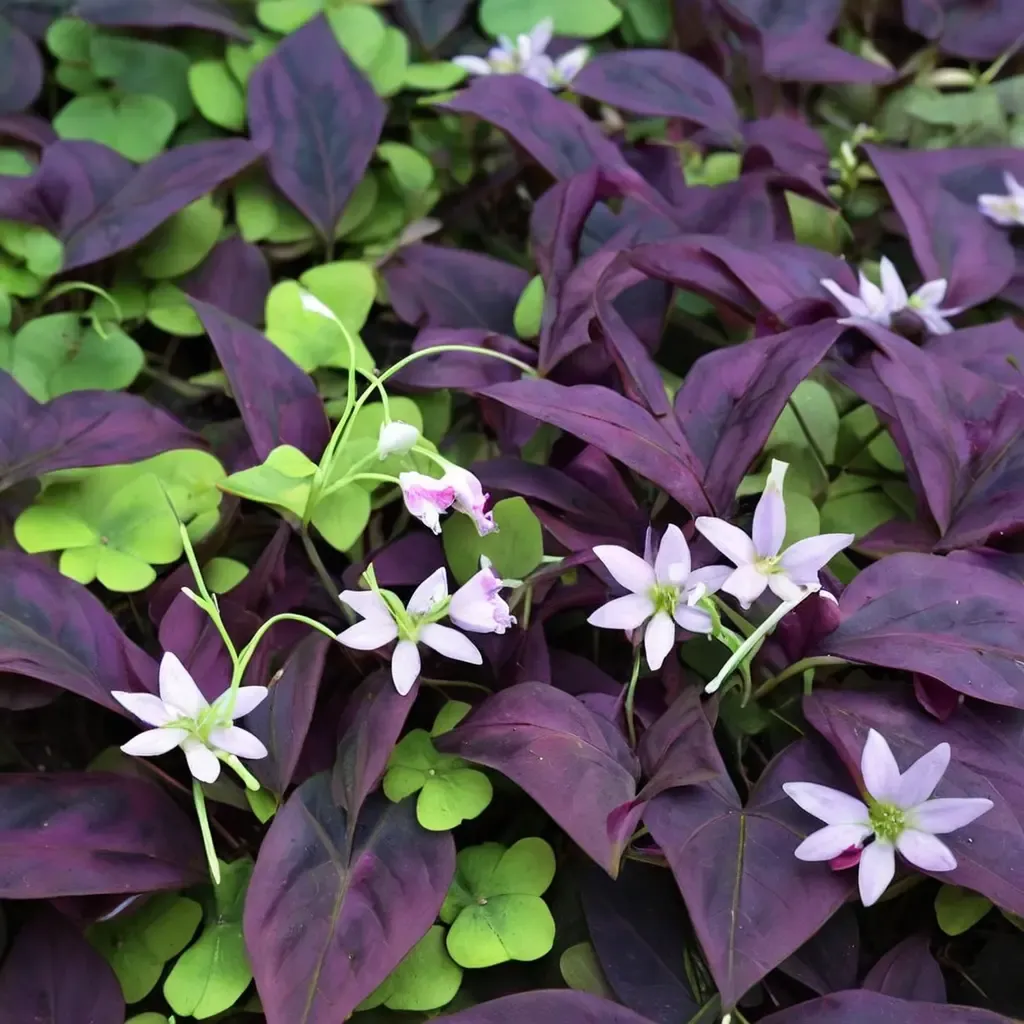 Purple Shamrock