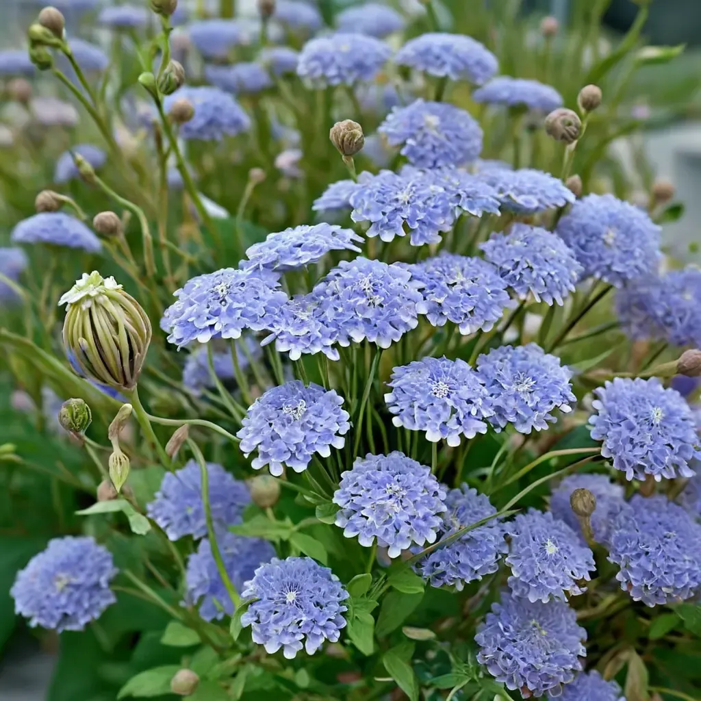 Blue Lace Flower