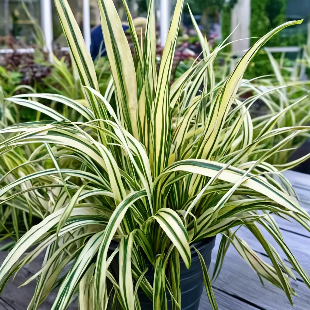 Everoro Sedge