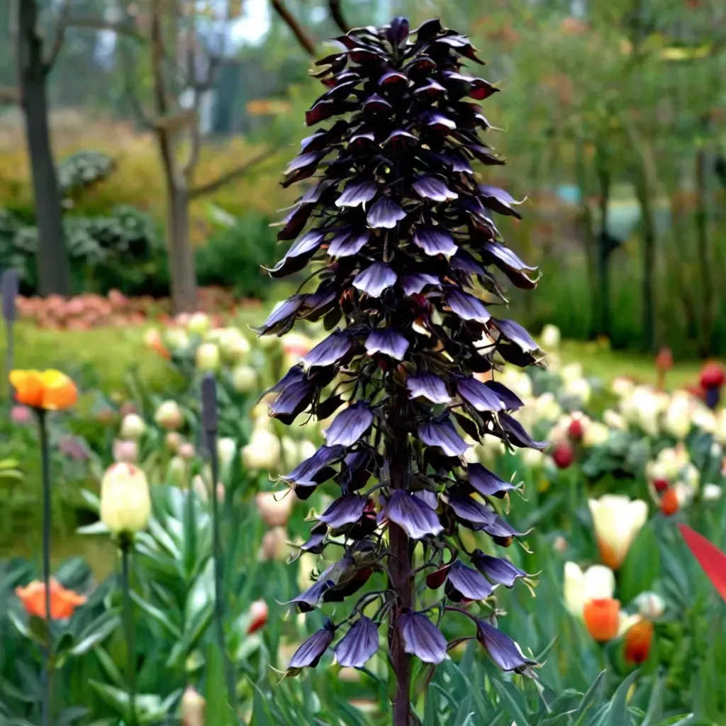 Crown Imperial