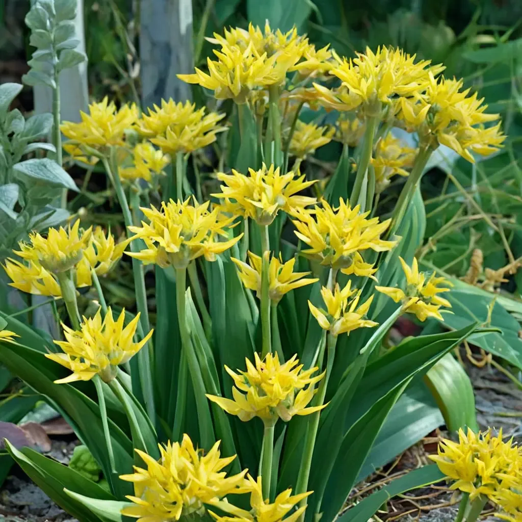 Golden Garlic