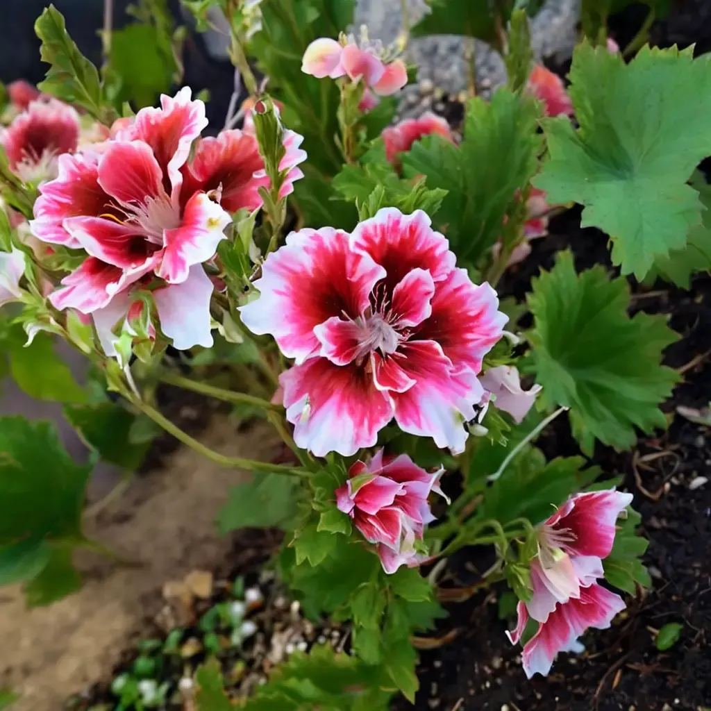 Strawberry Shortcake Geranium