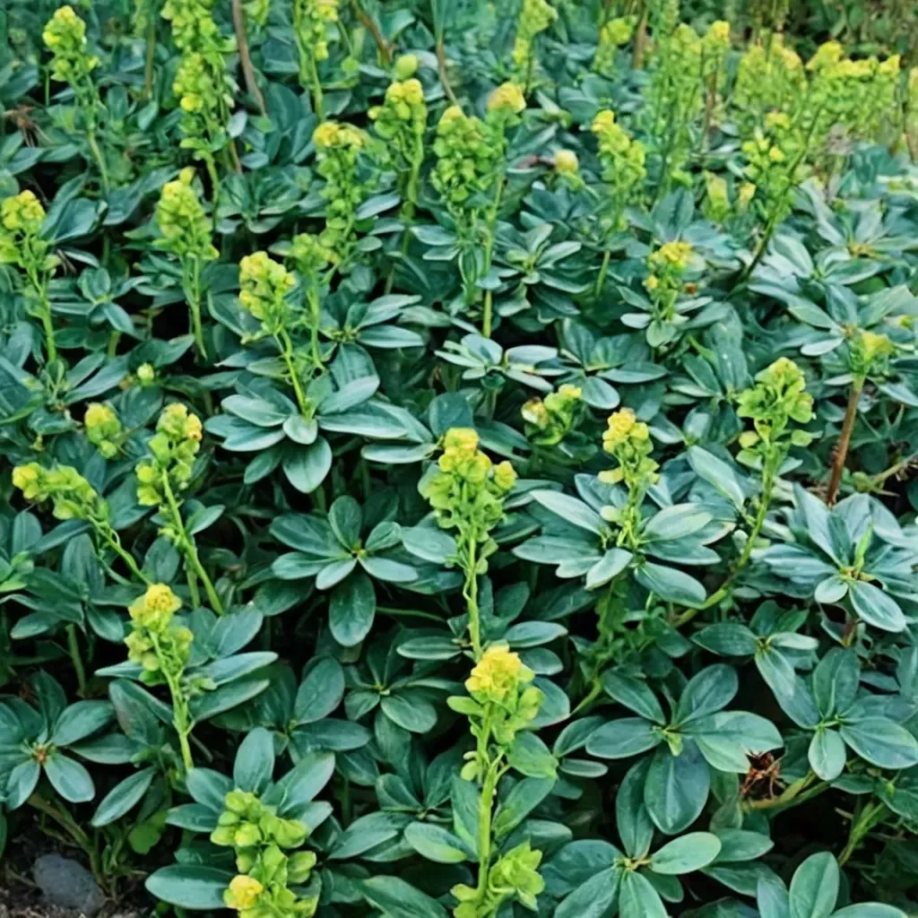 Robbia's Spurge