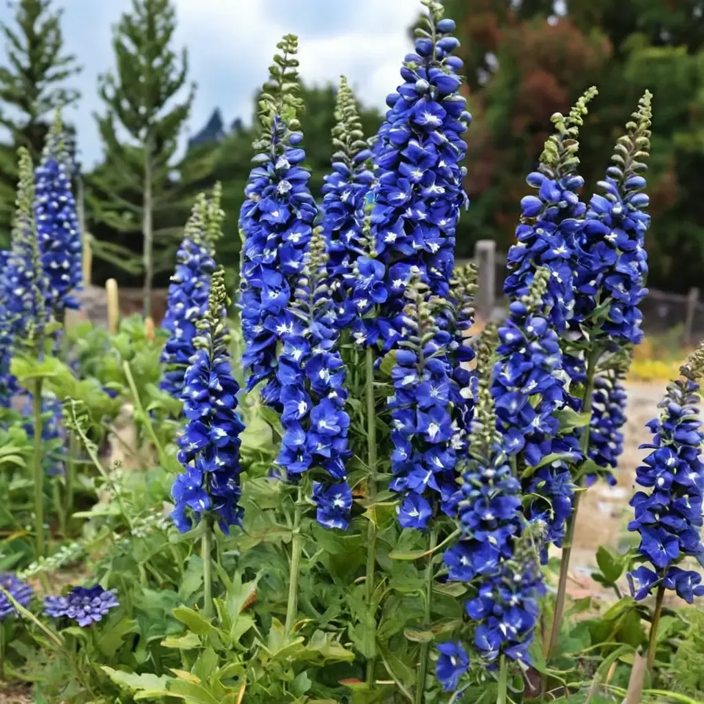 Cobalt Dreams Delphinium