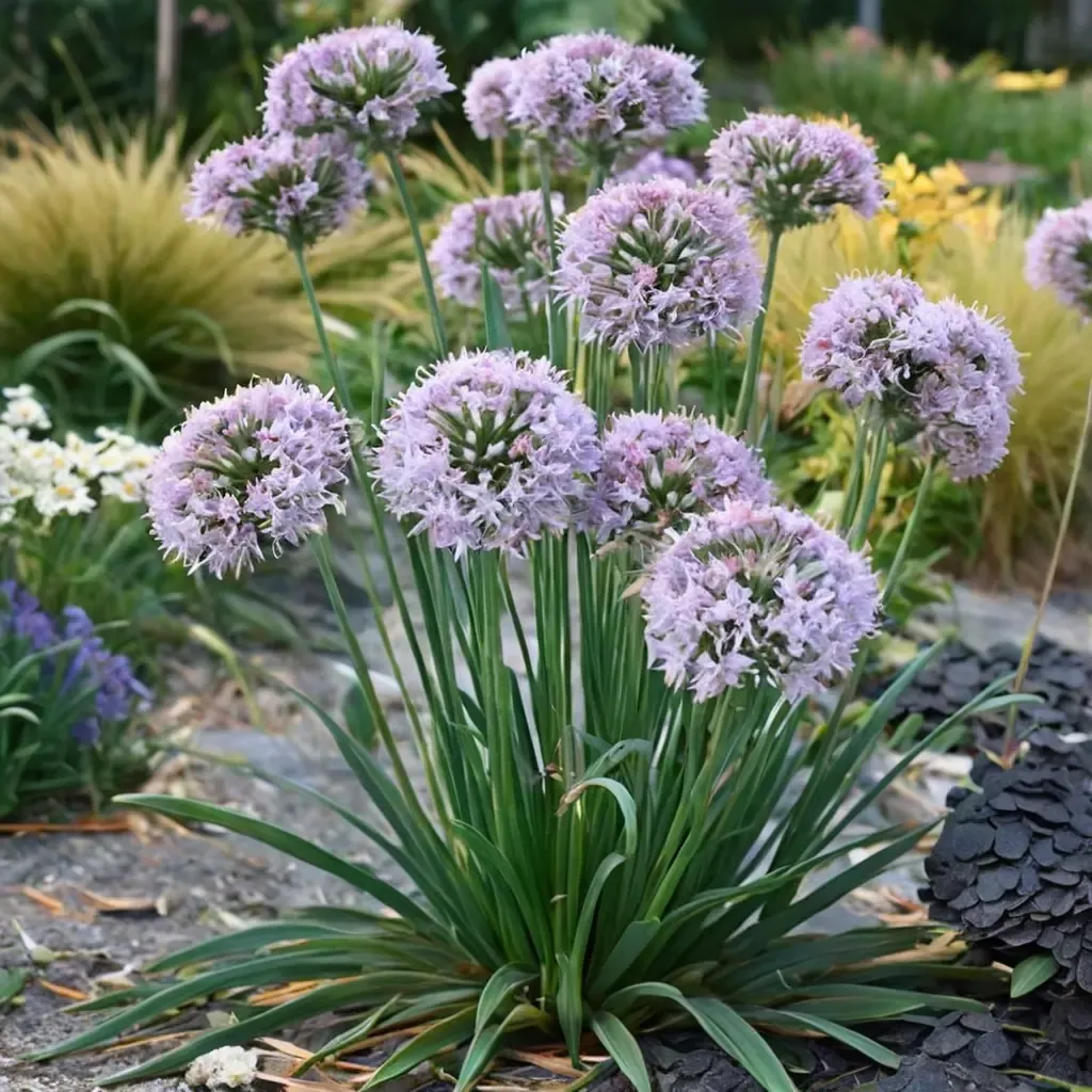 'Bubble Bath' Ornamental Onion