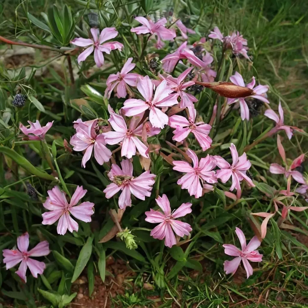 Max Frei Soapwort