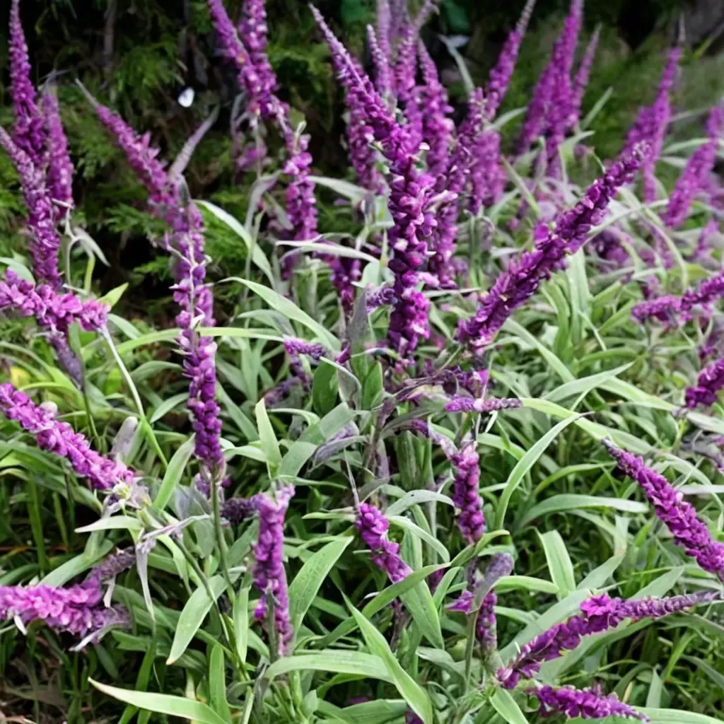 Midnight Mexican Bush Sage