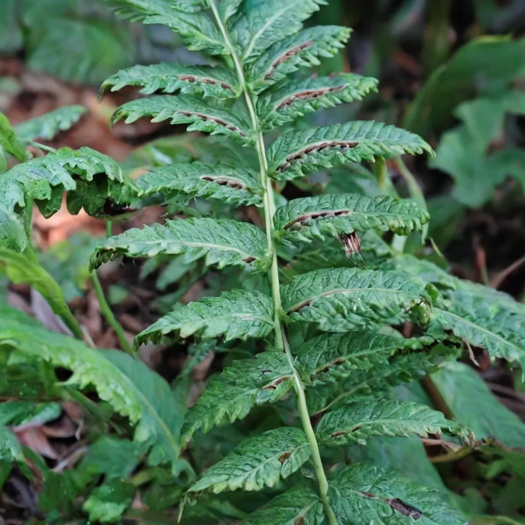 Oriental Woodwardia Fern