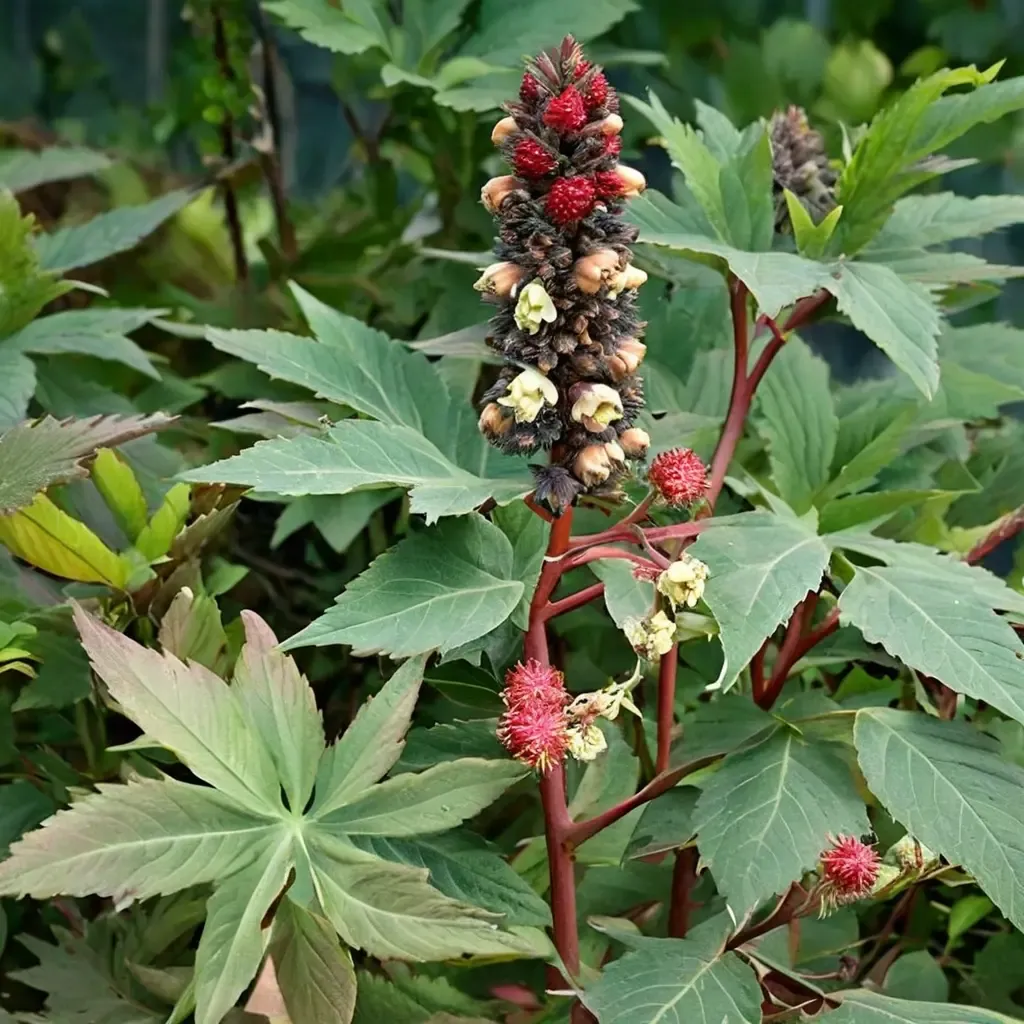Castor Bean