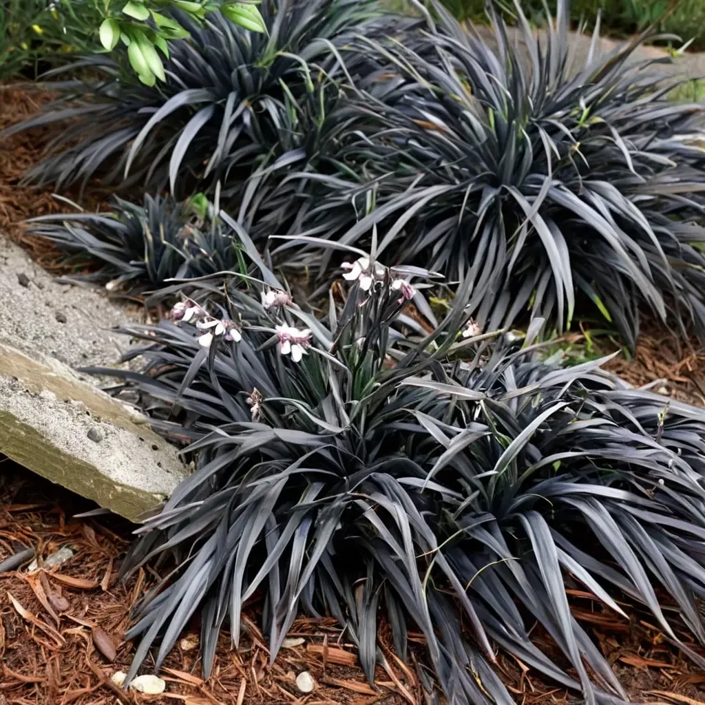 Black Mondo Grass
