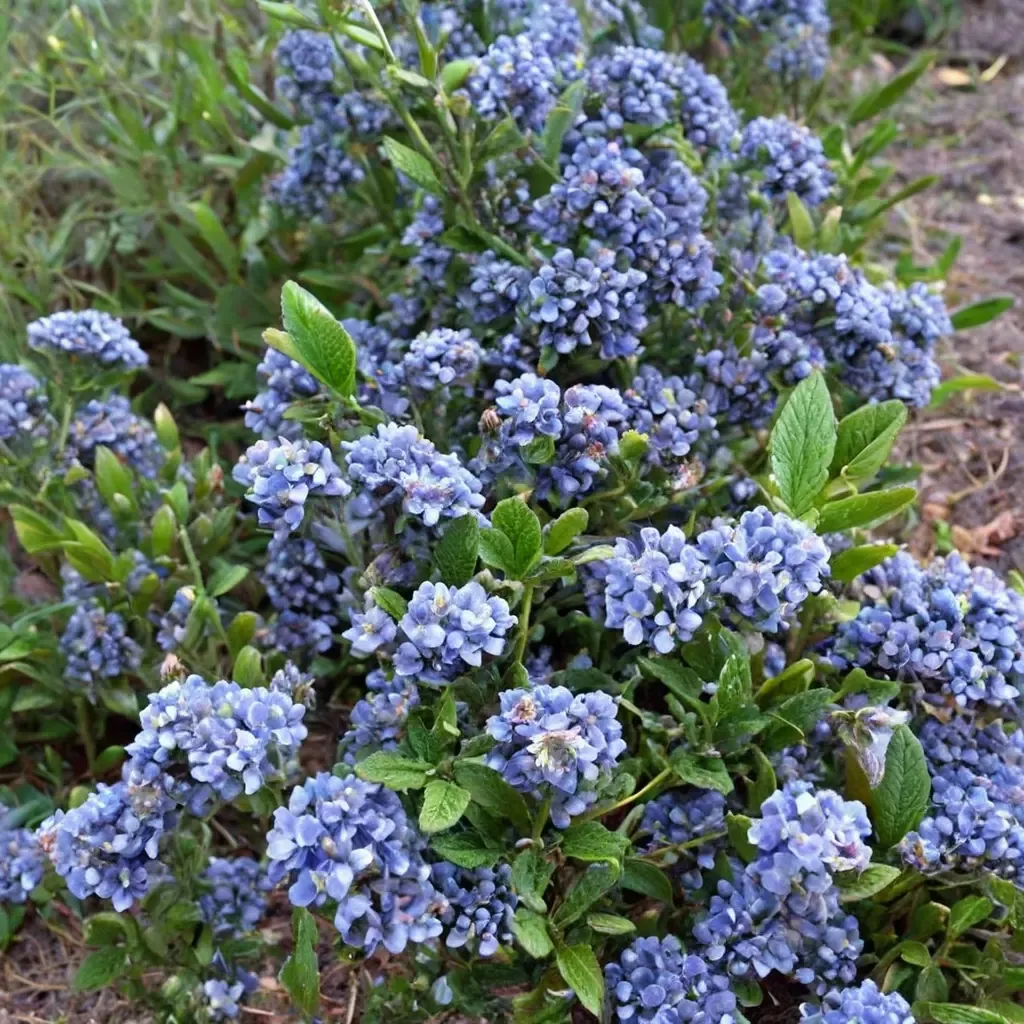 California Lilac