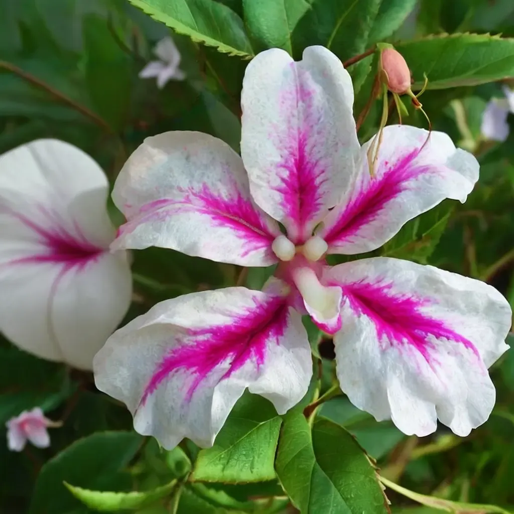 La Vida Rosa Impatiens