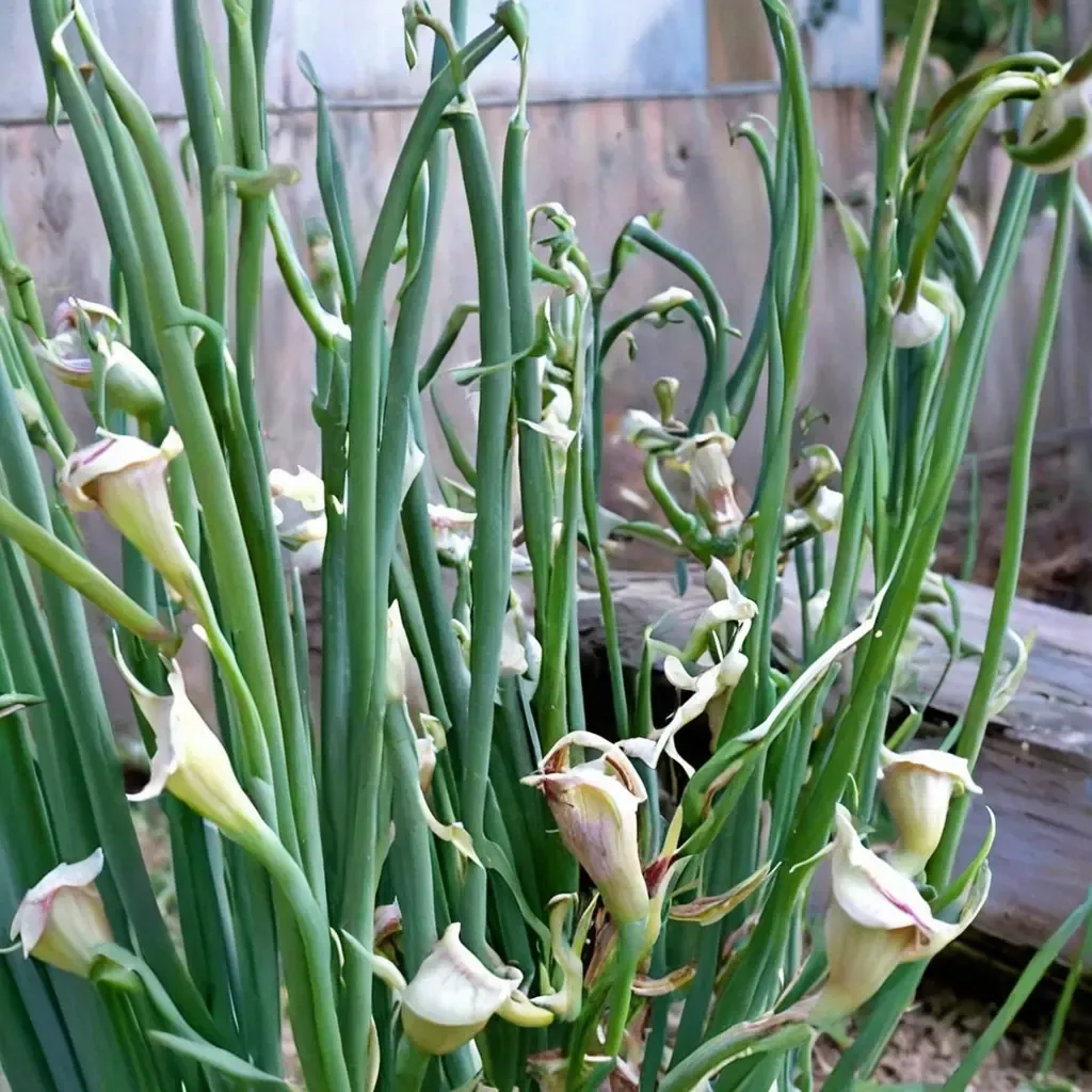 Egyptian Walking Onion