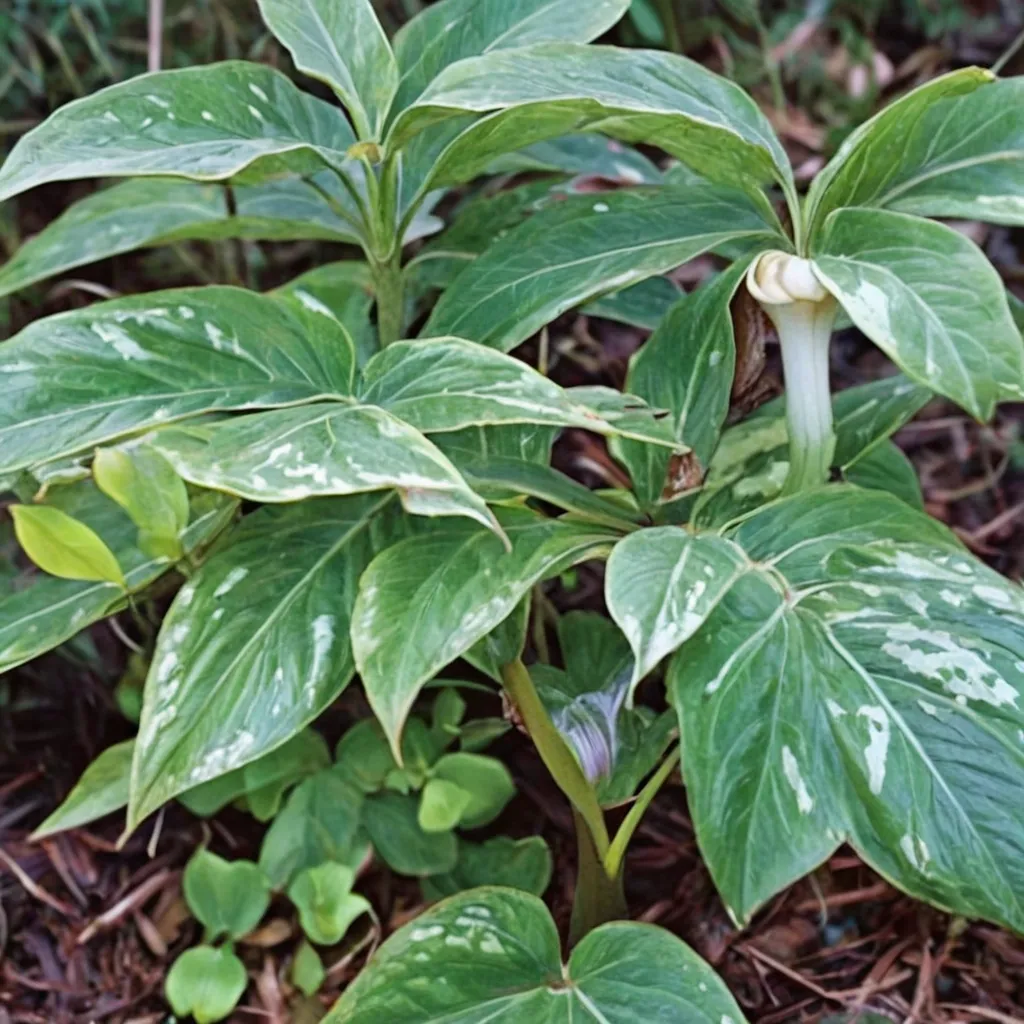 Silver Speckled Cobra Lily